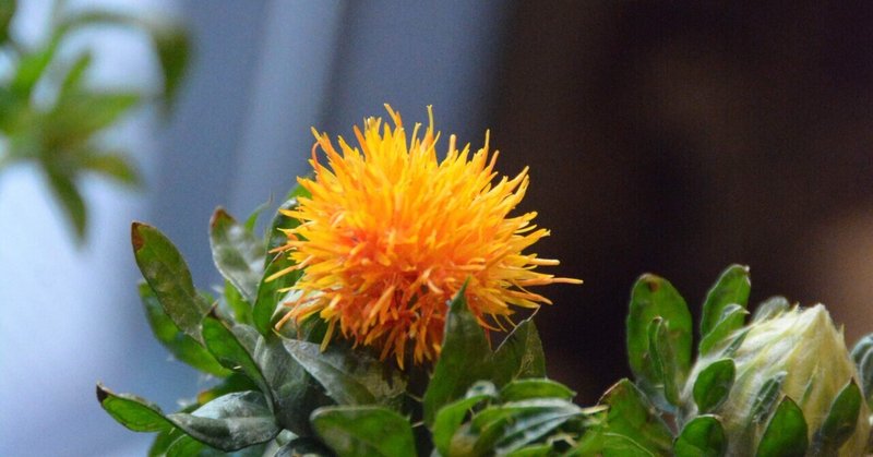 紅花栄 の新着タグ記事一覧 Note つくる つながる とどける