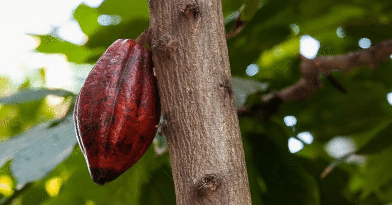 購入いただけます カカオ 苗x4品種:トリニタリオ Cacao 'Trinitario