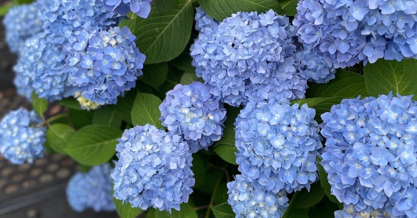 紫陽花( 2022年作) 紫陽花( 2022年作) 紫陽花( 2022年作) 紫陽花 / THREE1989 (Lyric