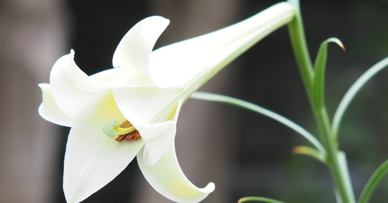 姫百合 の新着タグ記事一覧 Note つくる つながる とどける