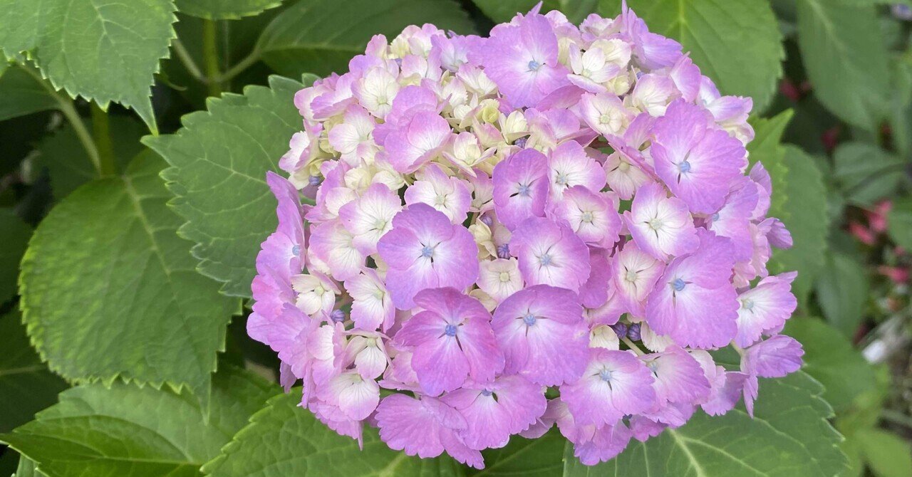 コボリサヤカさん 紫陽花ねずみ 光る紫陽花 | GANREF