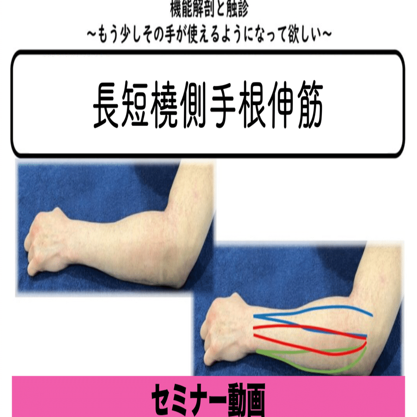 機能解剖と触診〜長短橈側手根伸筋〜セミナー動画【サロンVIP会員無料