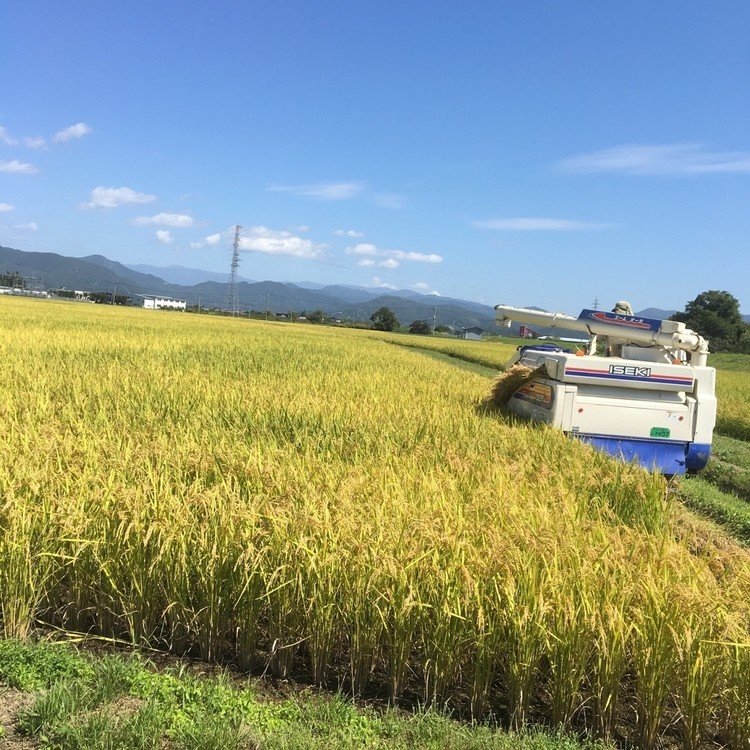 連休中日。平成最後のお米の収穫。今見ると夢のようなお天気(^.^)マジ、天気祭り(=雨乞い!)が必要‼️