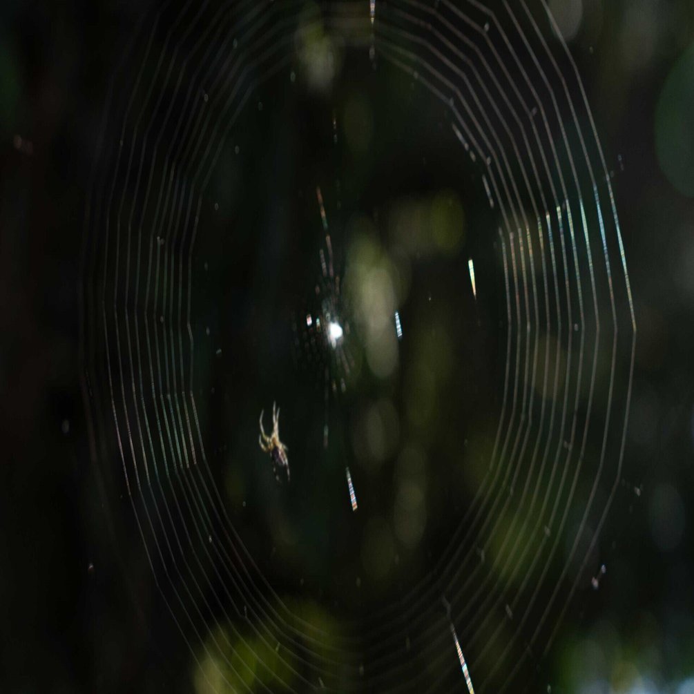 句集 蜘蛛の巣』車谷長吉 限定100部のうち10 毛筆署名落款入り, image size:1920x1005