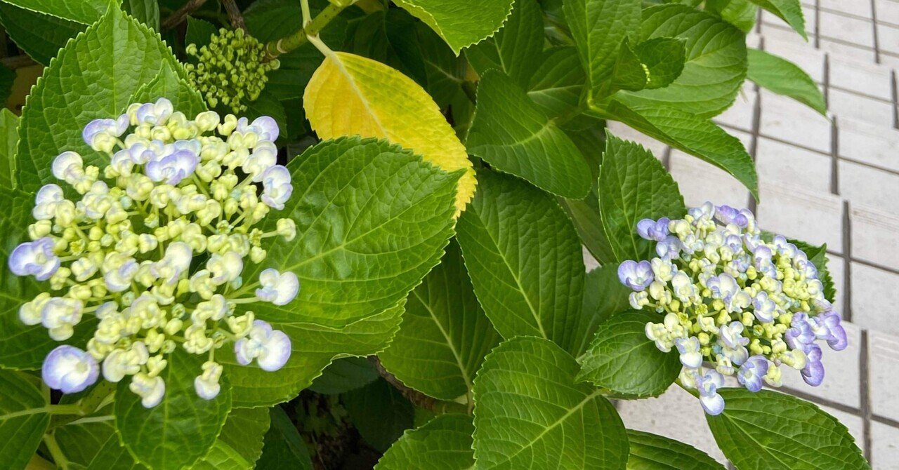 庭の紫陽花を見て思うこと だいな Note