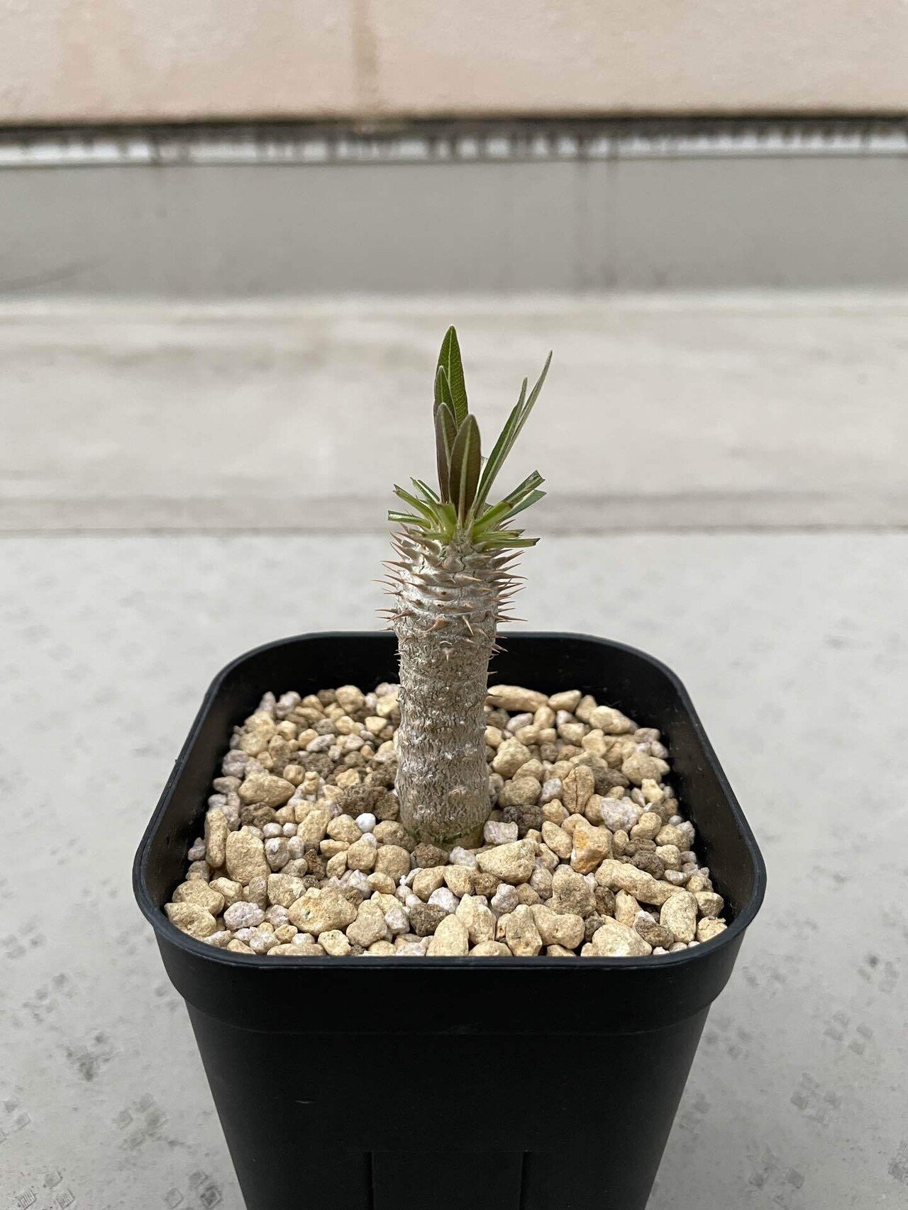 日々記録】パキポディウム・イノピナツム 実生｜お腹がロックンロール