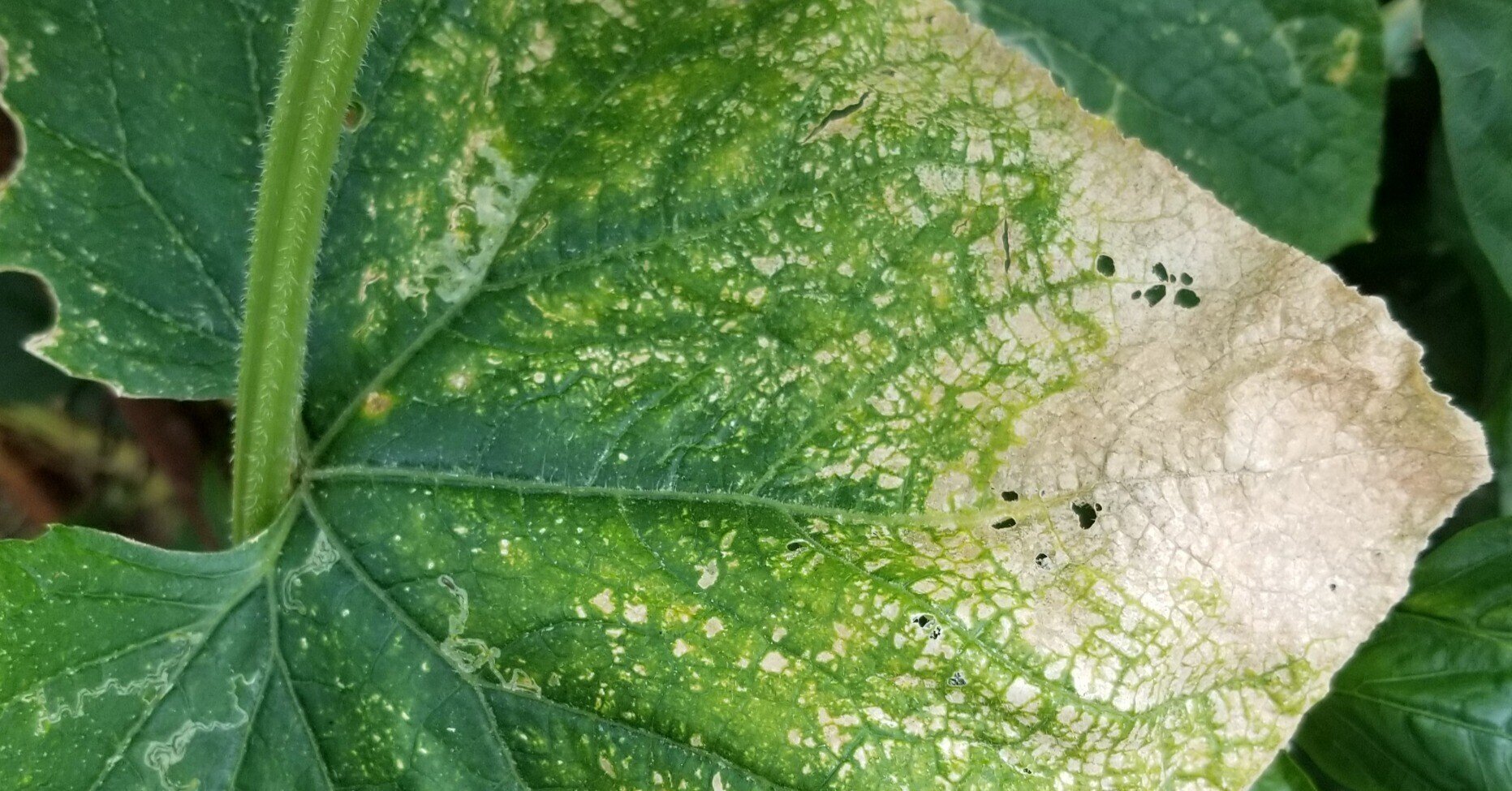 きゅうり 葉が白い 葉に白い点々 アザミウマ ミライ菜園 Note きゅうり 葉が白い 葉に白い点々 アザミウマ ミライ菜園 Note