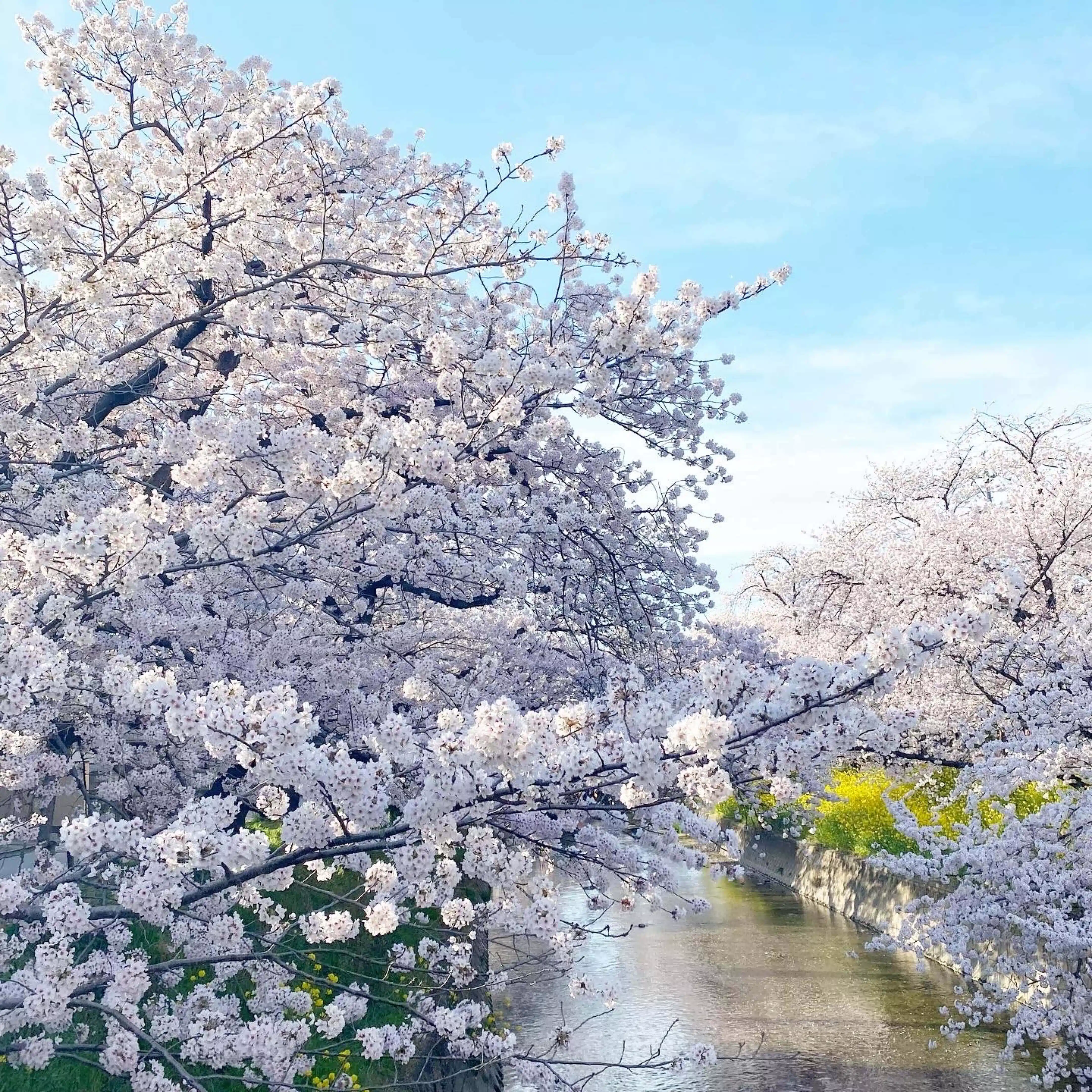SAKURA@AI複業