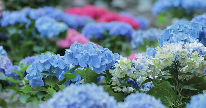 雨と紫陽花