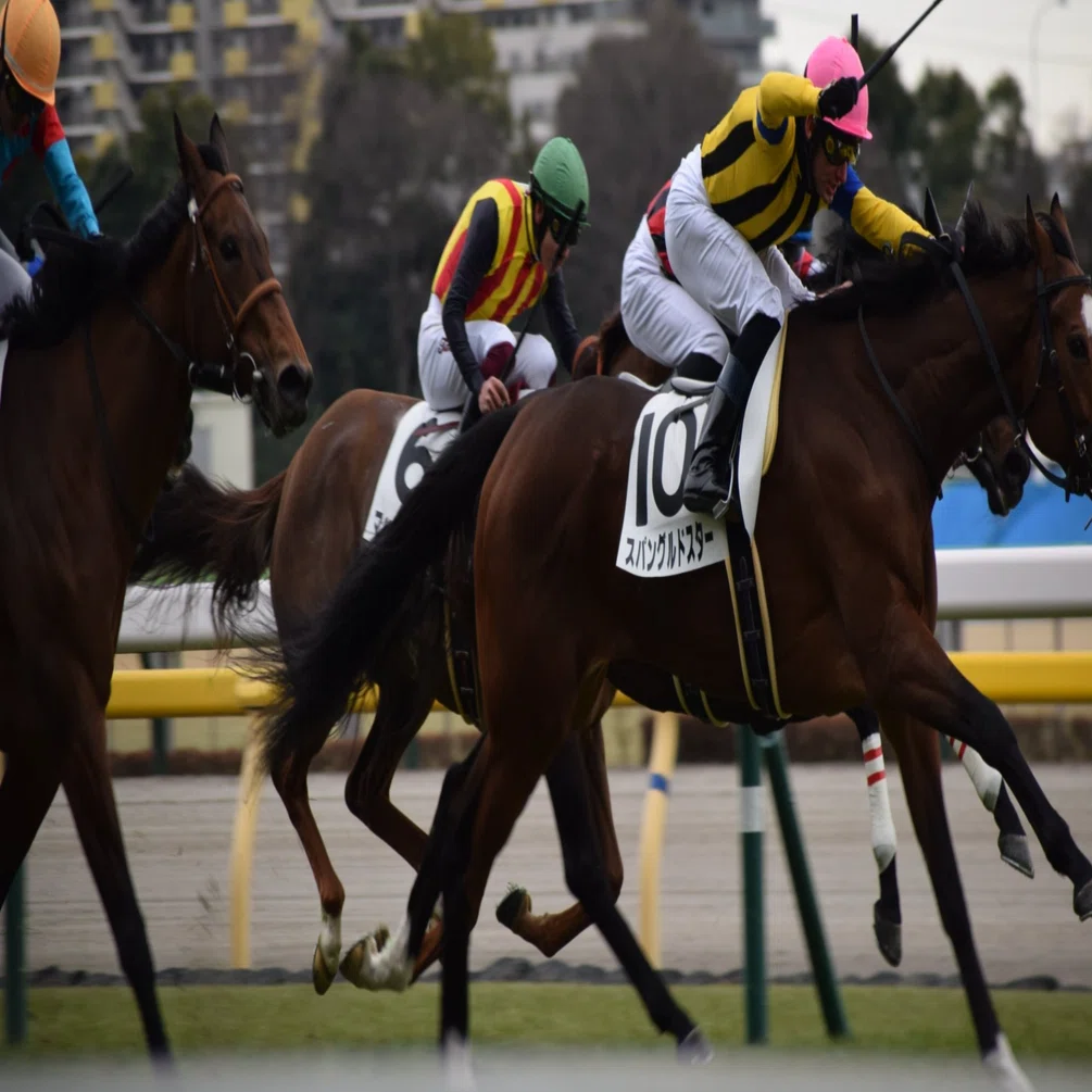 競馬 の 魅力