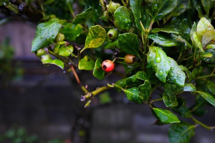 雨中のスナップショット
#写真 #雨 