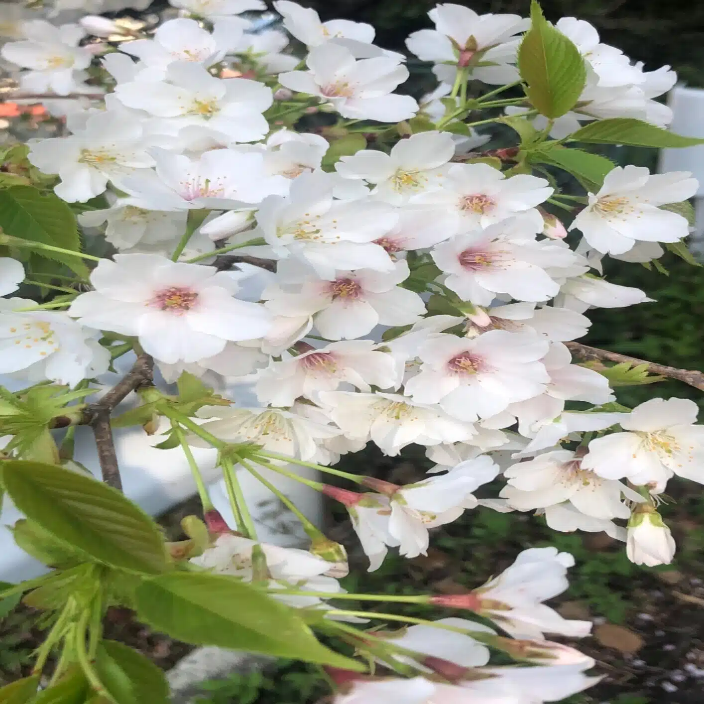 さくら