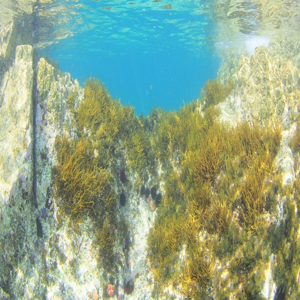 海のナンジャラホイ-4】動かないという選択｜仮説社, image size:1920x1005