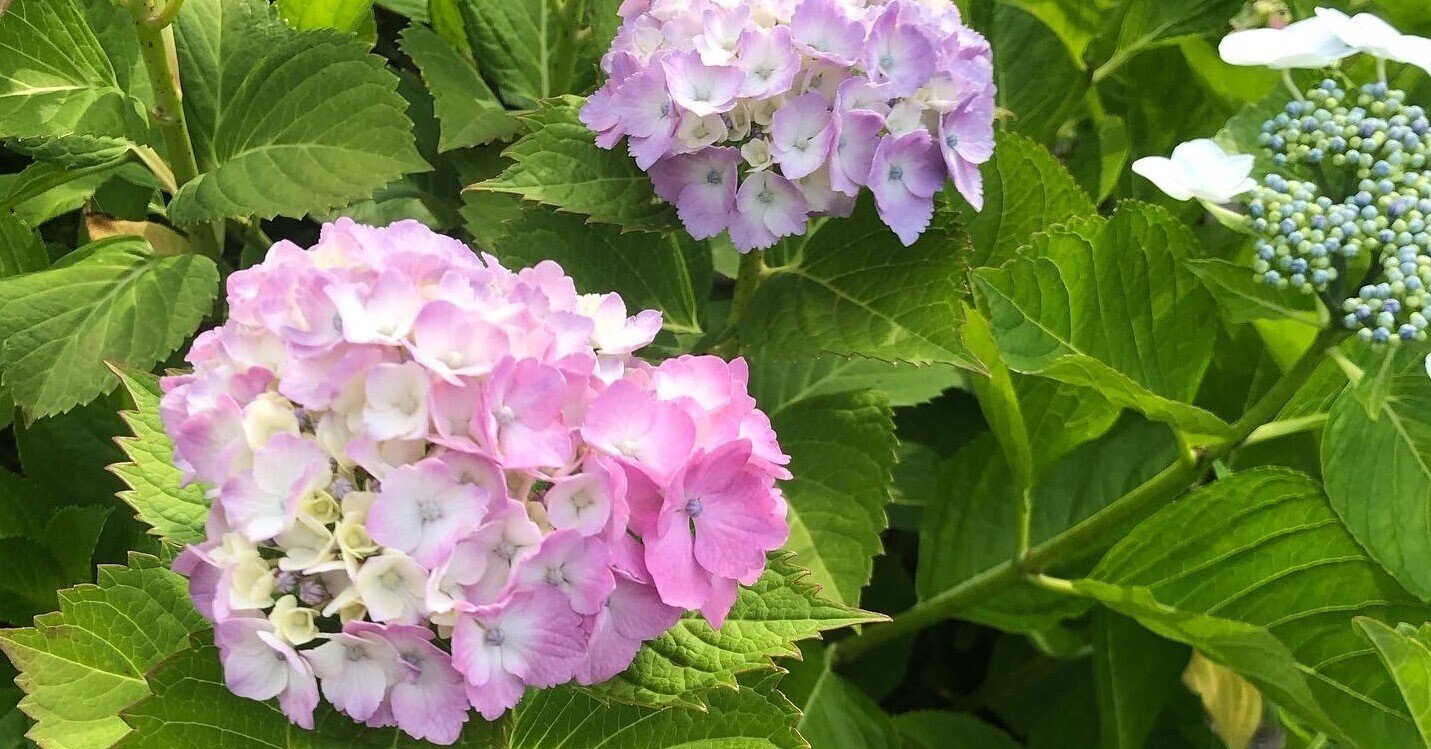 生き永らえる