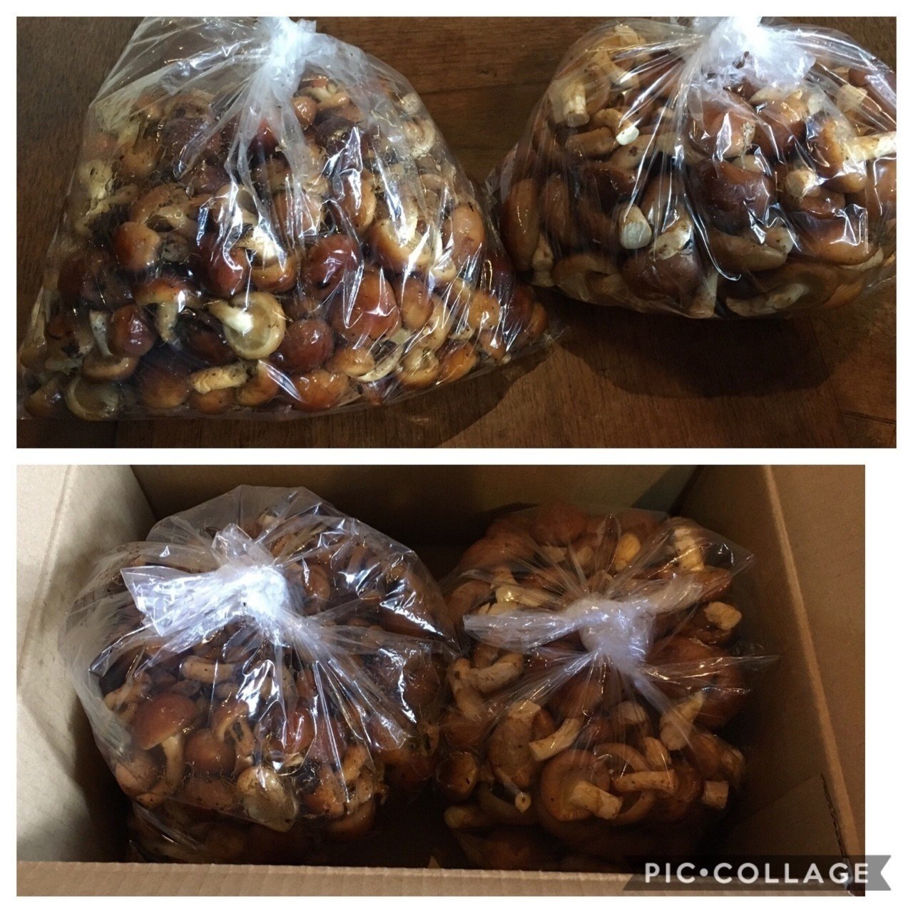 天然なめこ 通信販売のご案内｜UL Ski Hiker