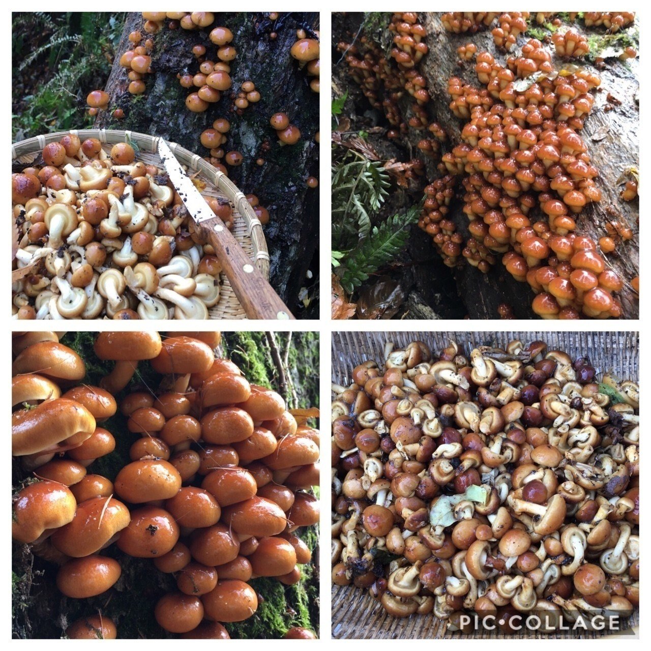 天然なめこ 通信販売のご案内｜UL Ski Hiker