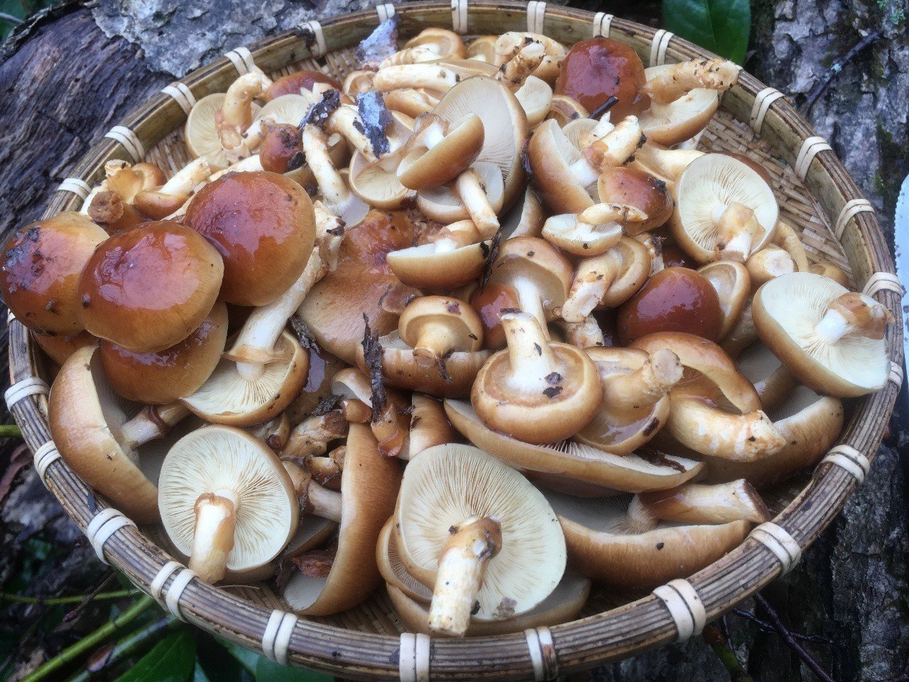 天然なめこ 通信販売のご案内｜UL Ski Hiker