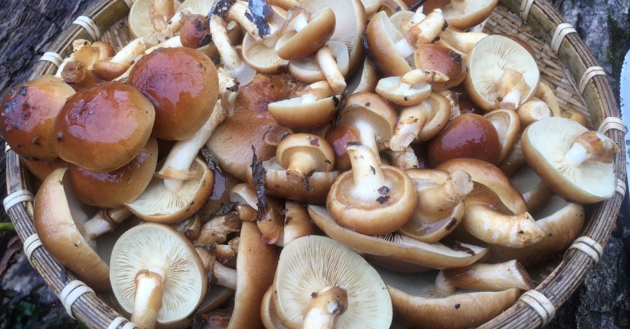 天然なめこ 通信販売のご案内｜UL Ski Hiker