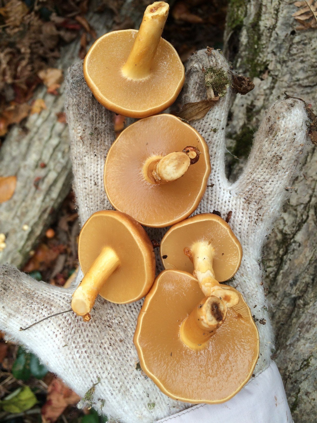 天然なめこ 通信販売のご案内｜UL Ski Hiker