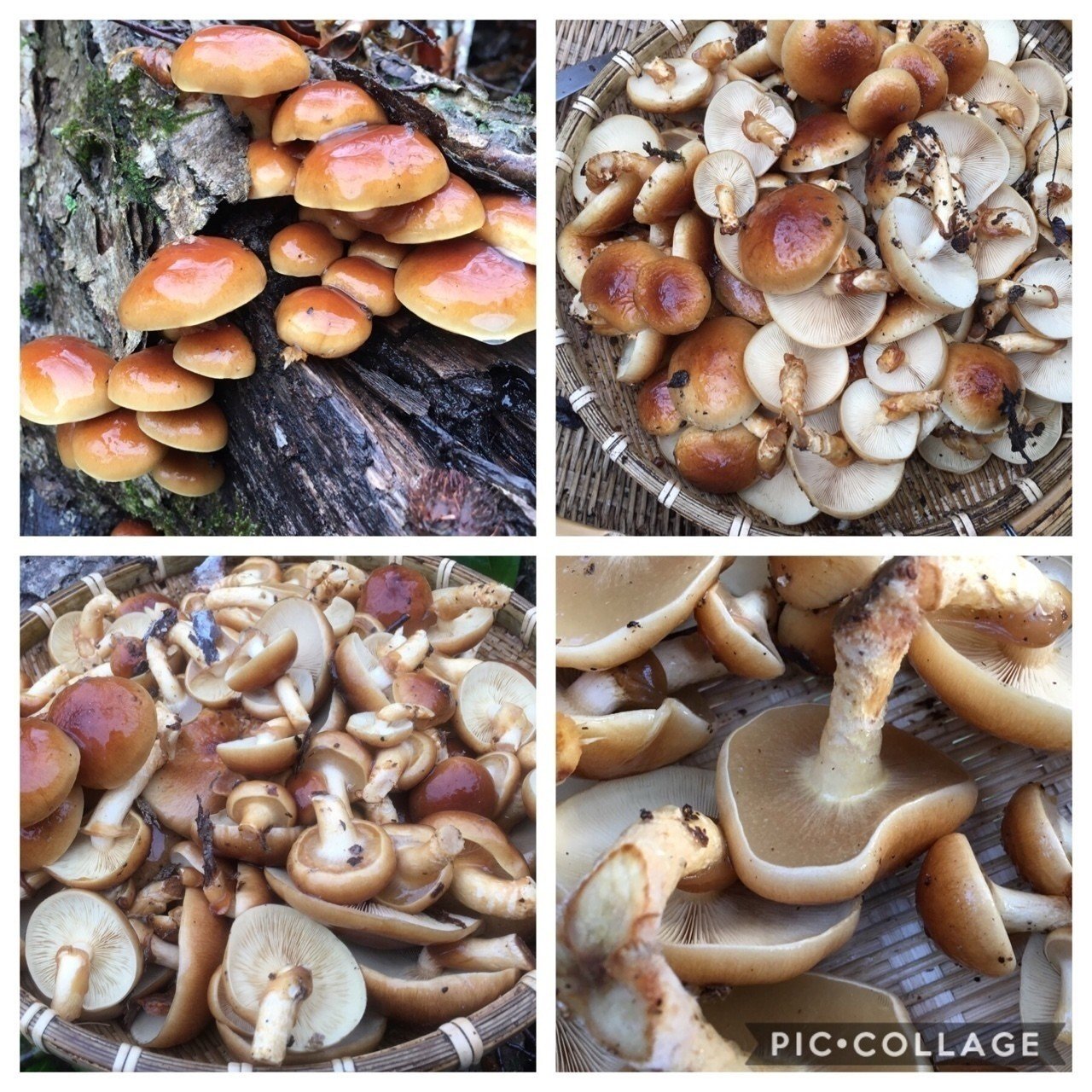 天然なめこ 通信販売のご案内｜UL Ski Hiker