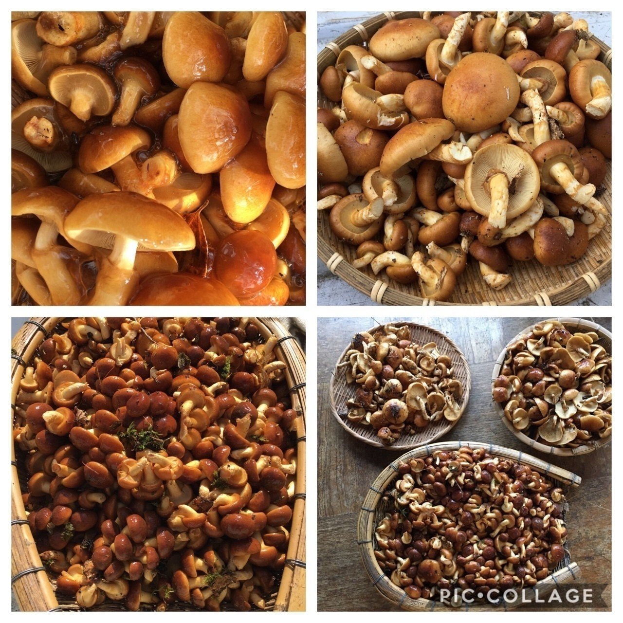 天然なめこ 通信販売のご案内｜UL Ski Hiker