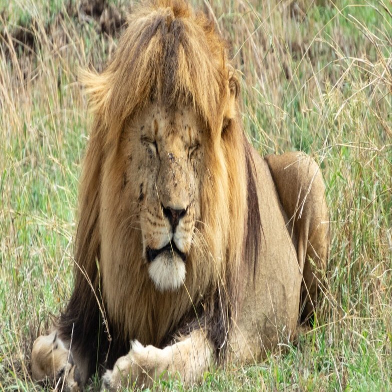 【前髪垂らした知らない動物。】 前髪パッツンライオンのたてがみトリミング説に物申す】｜山形 豪 Go