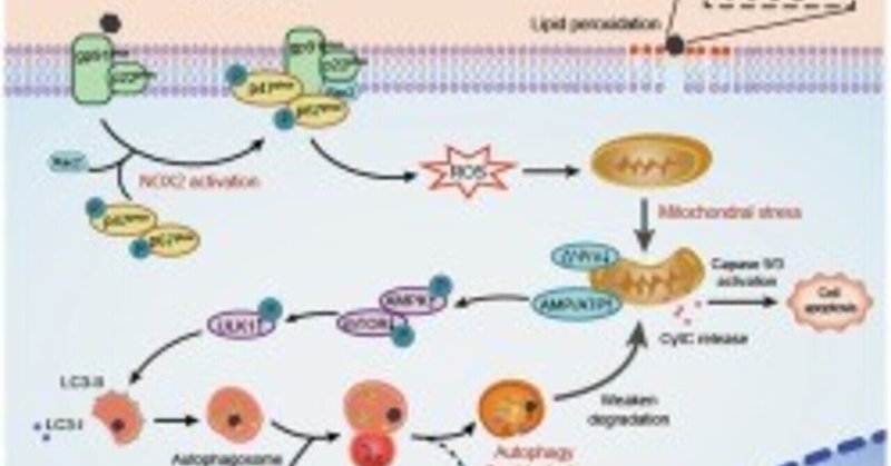 SH-SY5Y細胞における酸化グラフェンの細胞内酸化還元偏差およびオートファジー-リソソームネットワーク機能不全の誘導によるミトコンドリア恒常性維持の破壊