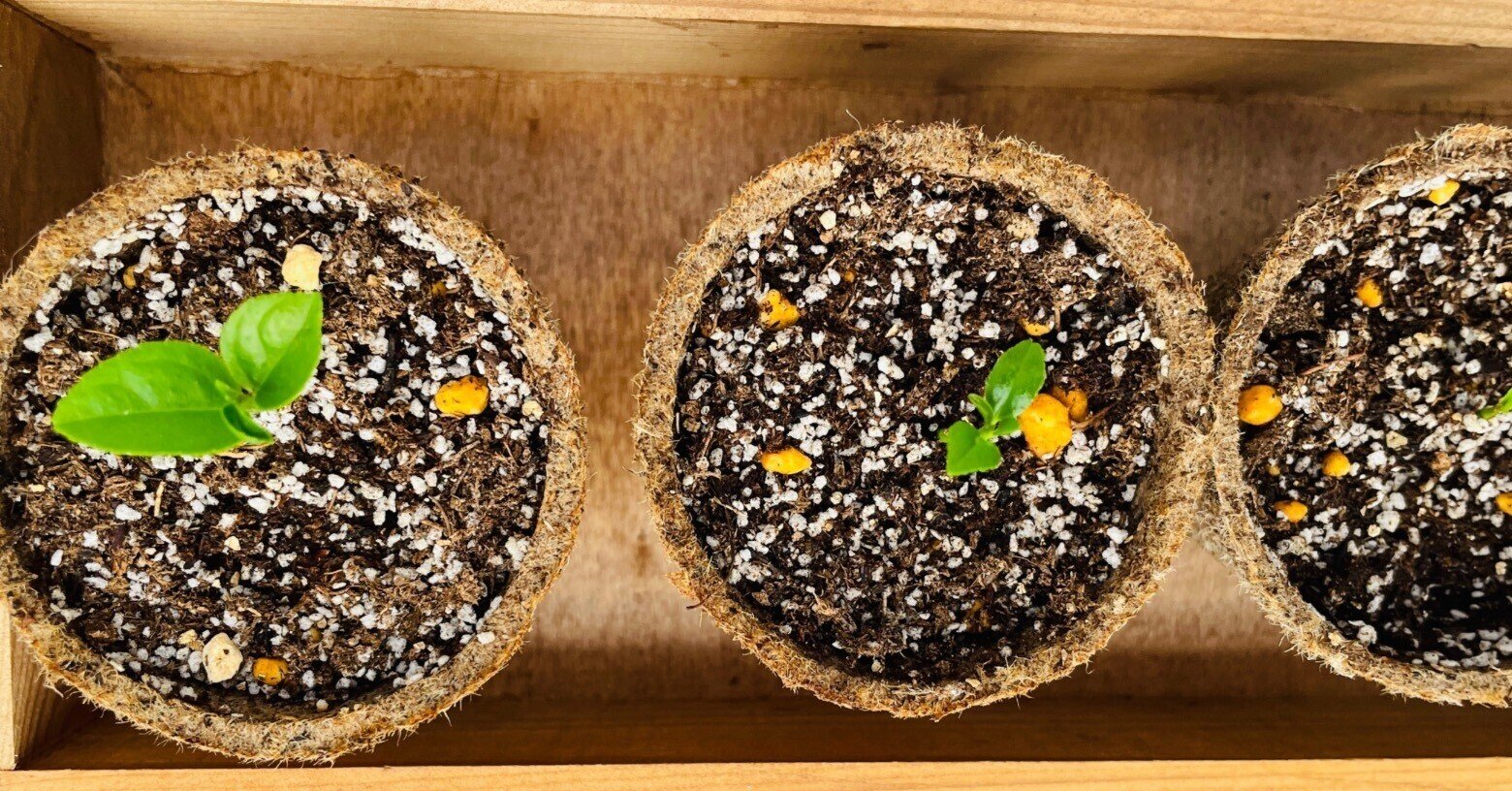 レモンの種から発芽まで 食べて 育てて 癒されて 絵描きのななな Note レモンの種から発芽まで 食べて 育てて 癒されて 絵描きのななな Note