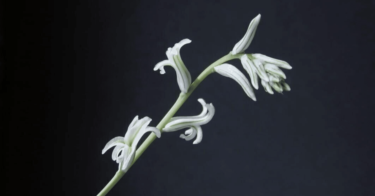 *. 氷鳳鸞 *. ハオルシア * ハオルチア * 多肉植物 * ハオルチア 氷の女王② | mocono_plants