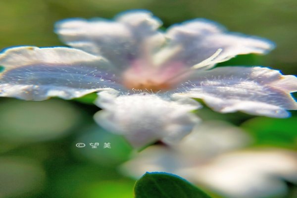 アベリアの花言葉強運 の新着タグ記事一覧 Note つくる つながる とどける