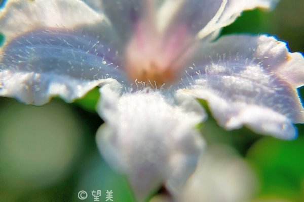 アベリアの花言葉強運 の新着タグ記事一覧 Note つくる つながる とどける アベリアの花言葉強運 の新着タグ記事一覧 Note つくる つながる とどける