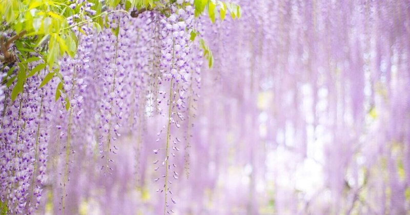 藤の花 の新着タグ記事一覧 Note つくる つながる とどける
