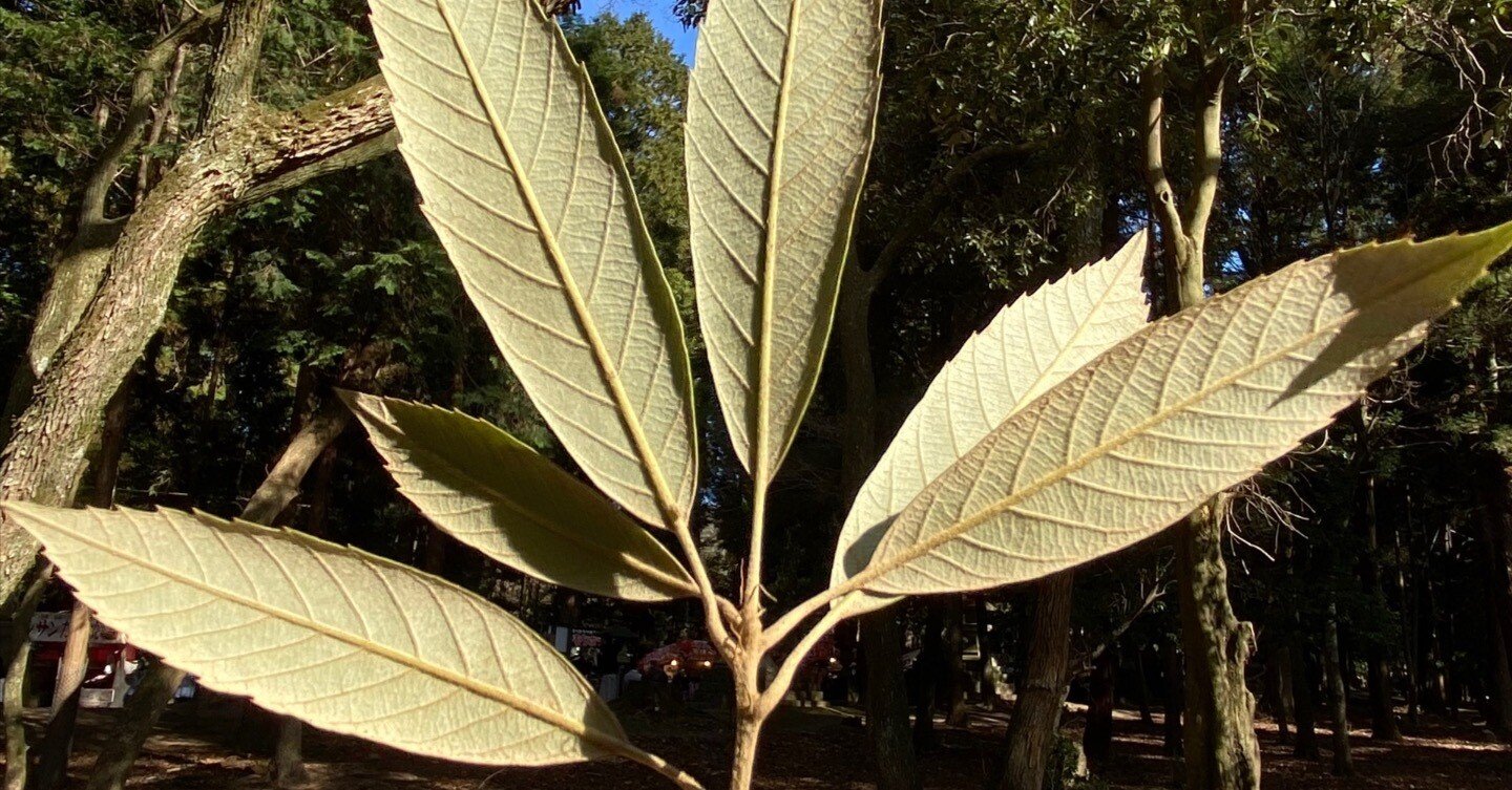 樹木図鑑 vol.20 イチイガシ 〜保険には必ず入りましょう〜｜harunire0321