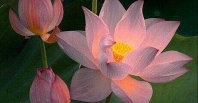 仏性が開く時 それは蓮の花が開く時