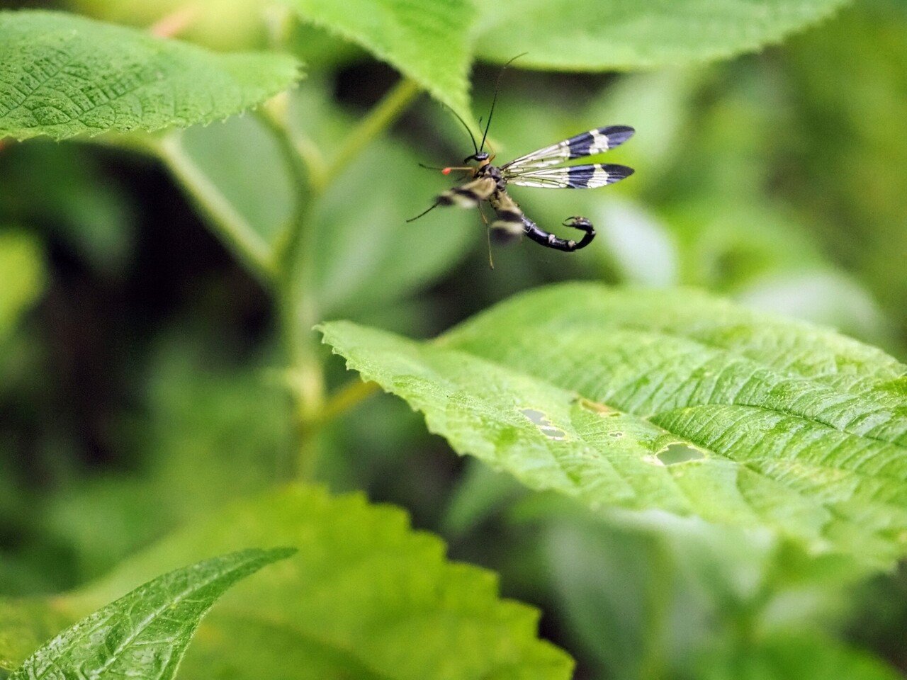 ヤマトシリアゲ かっぱあたま Note