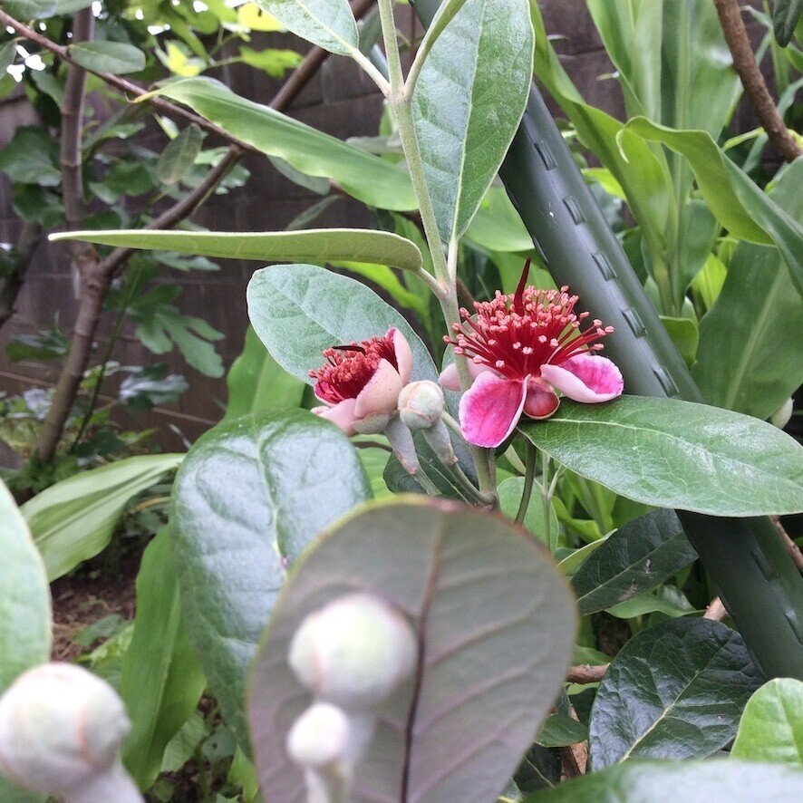 庭のフェイジョアの花が咲いてました 今年は一つでも実ができますように かとうひろし Note