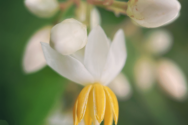 メギ科 の新着タグ記事一覧 Note つくる つながる とどける メギ科 の新着タグ記事一覧 Note つくる つながる とどける