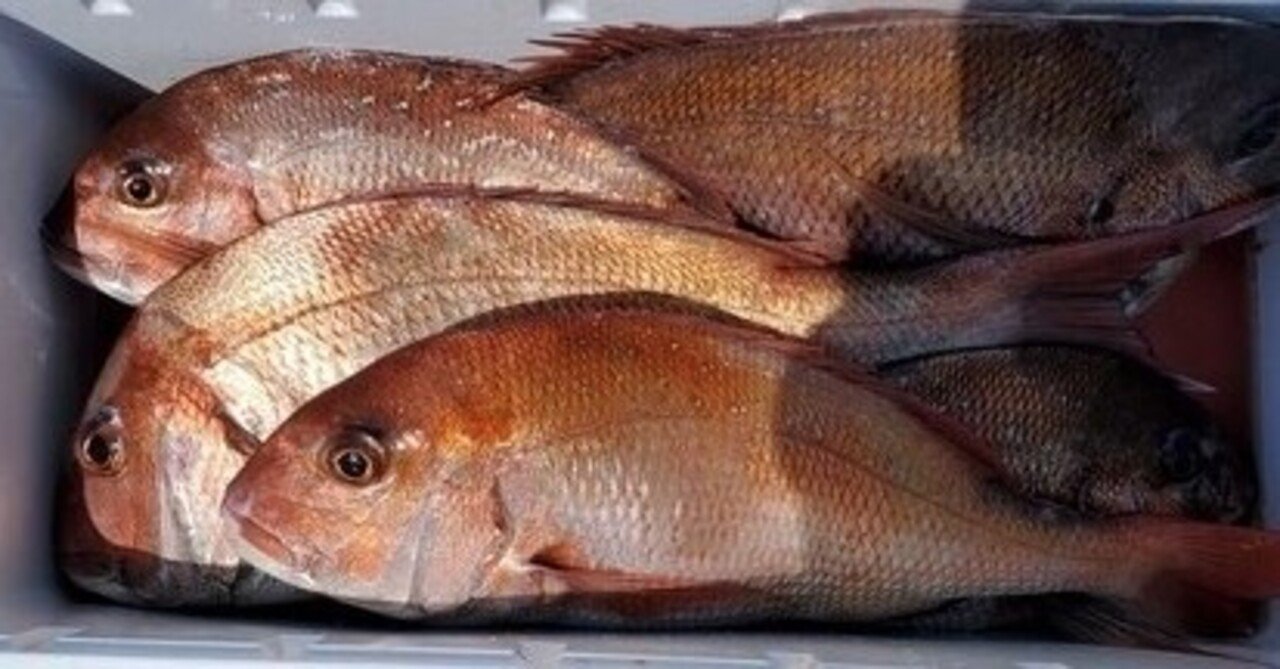 真鯛を手にするために必要な釣り道具 タックル つられんたん Note 真鯛を手にするために必要な釣り道具 タックル つられんたん Note