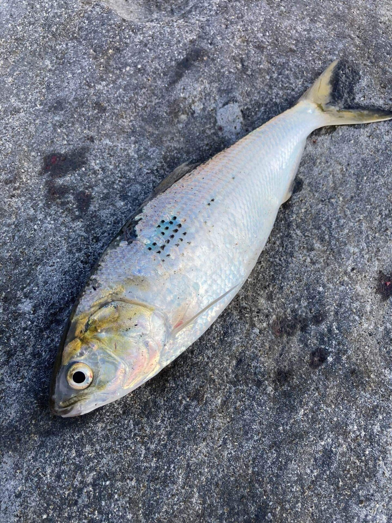 コノシロの酢〆 Sk8er326の釣果メシ Note コノシロの酢〆 Sk8er326の釣果メシ Note