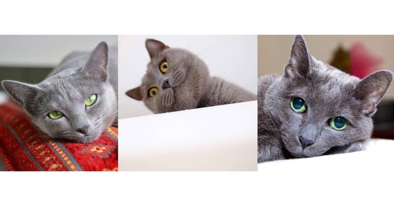 ロシアンブルーに似た猫？シャルトリュー、コラットの違い、ブルーの猫の見分け方！