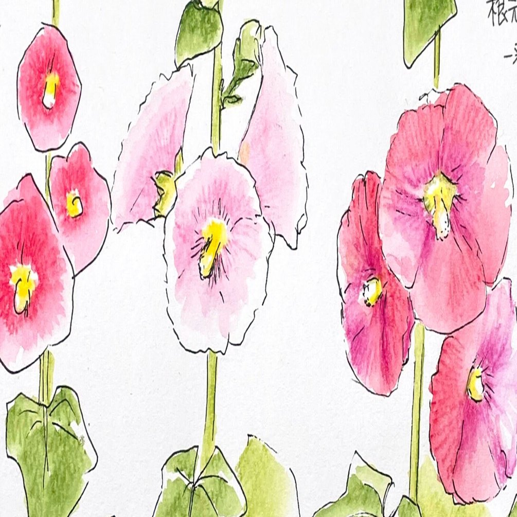 梅雨明けを知らせてくれる花 タチアオイ 自然ガイドのネタ帳 くますけ Note