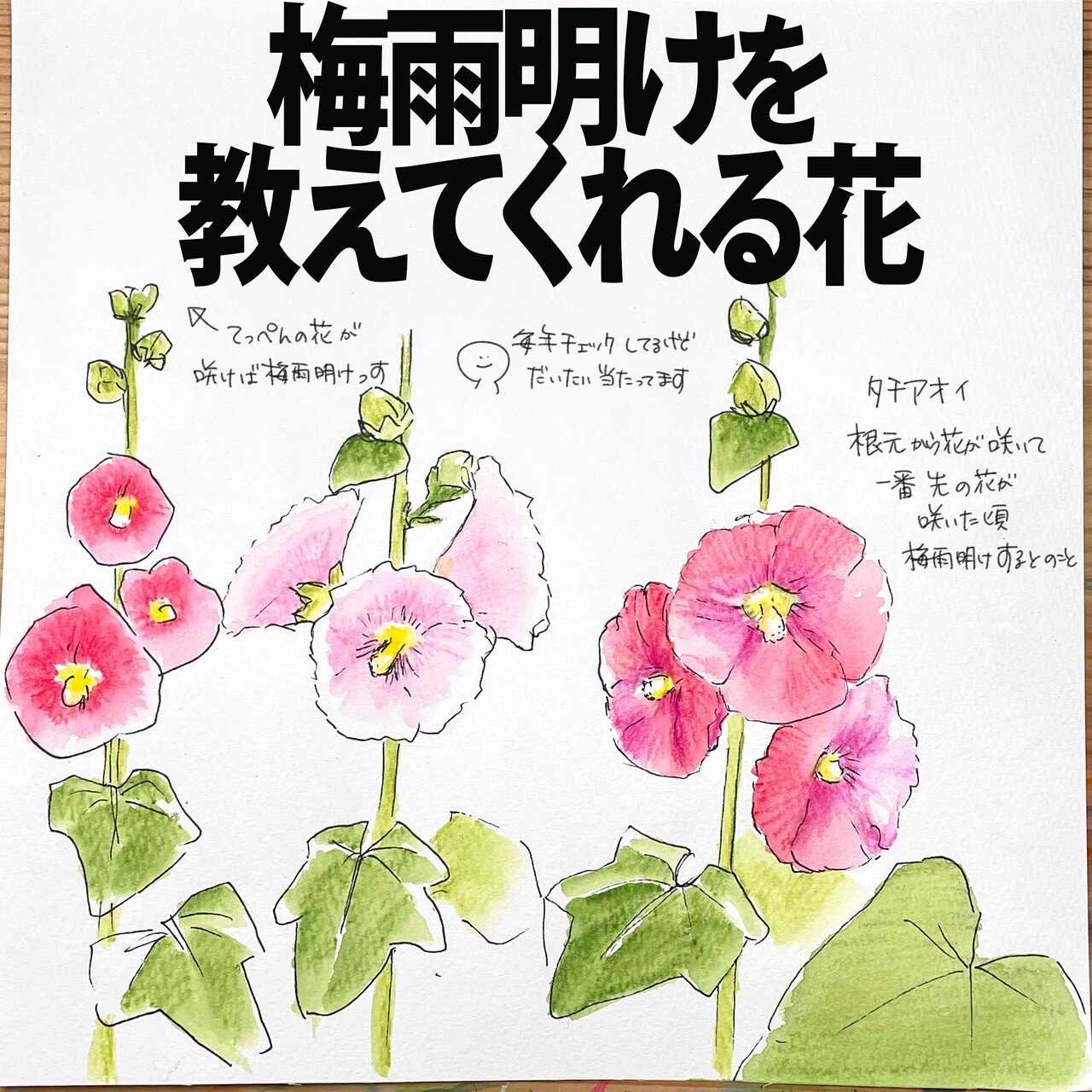 梅雨明けを知らせてくれる花 タチアオイ 自然ガイドのネタ帳 くますけ Note 梅雨明けを知らせてくれる花 タチアオイ 自然ガイドのネタ帳 くますけ Note