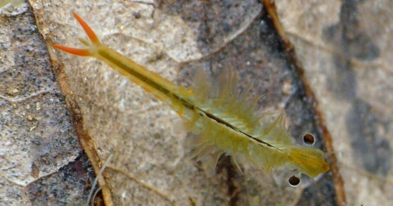 田んぼの金魚はシーモンキー ポプラ社 こどもの本編集部 Note
