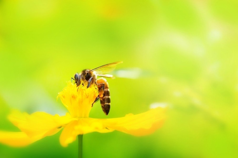 蜂・ヘビ・ヒアリまでu2026美容・健康製品に期待される次なる毒は