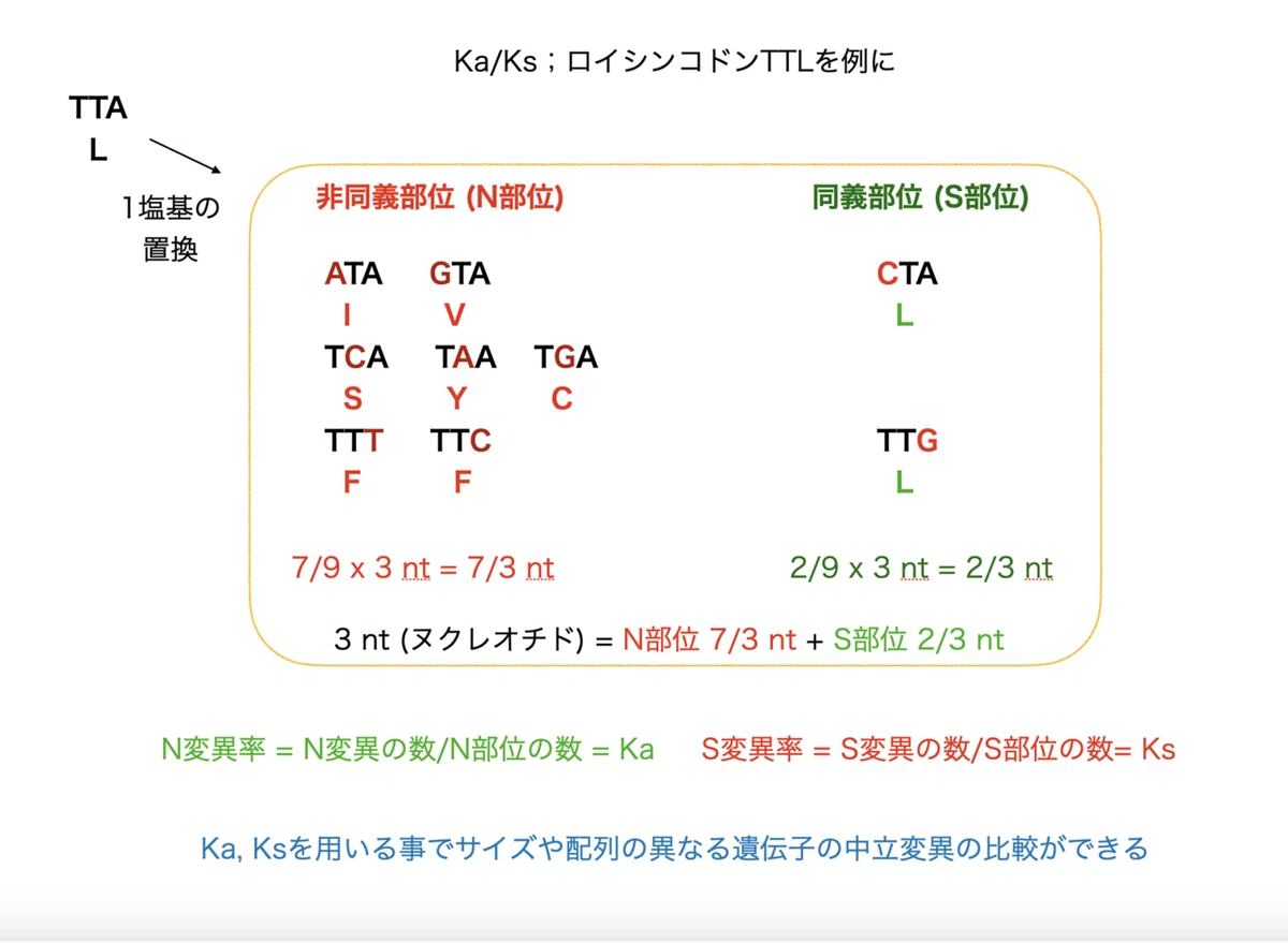 人工ウイルス論文 Ka:Ks