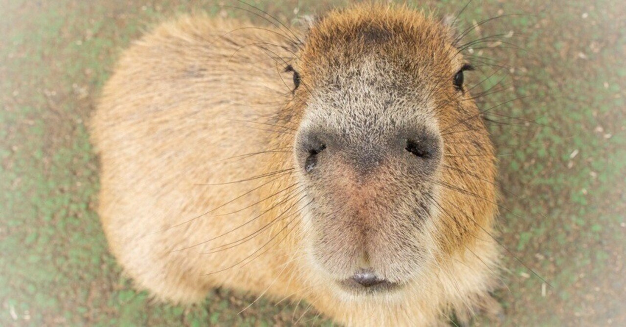 ② 出会いからカピバラの沼へ｜カピバラ写真家〇渡辺克仁