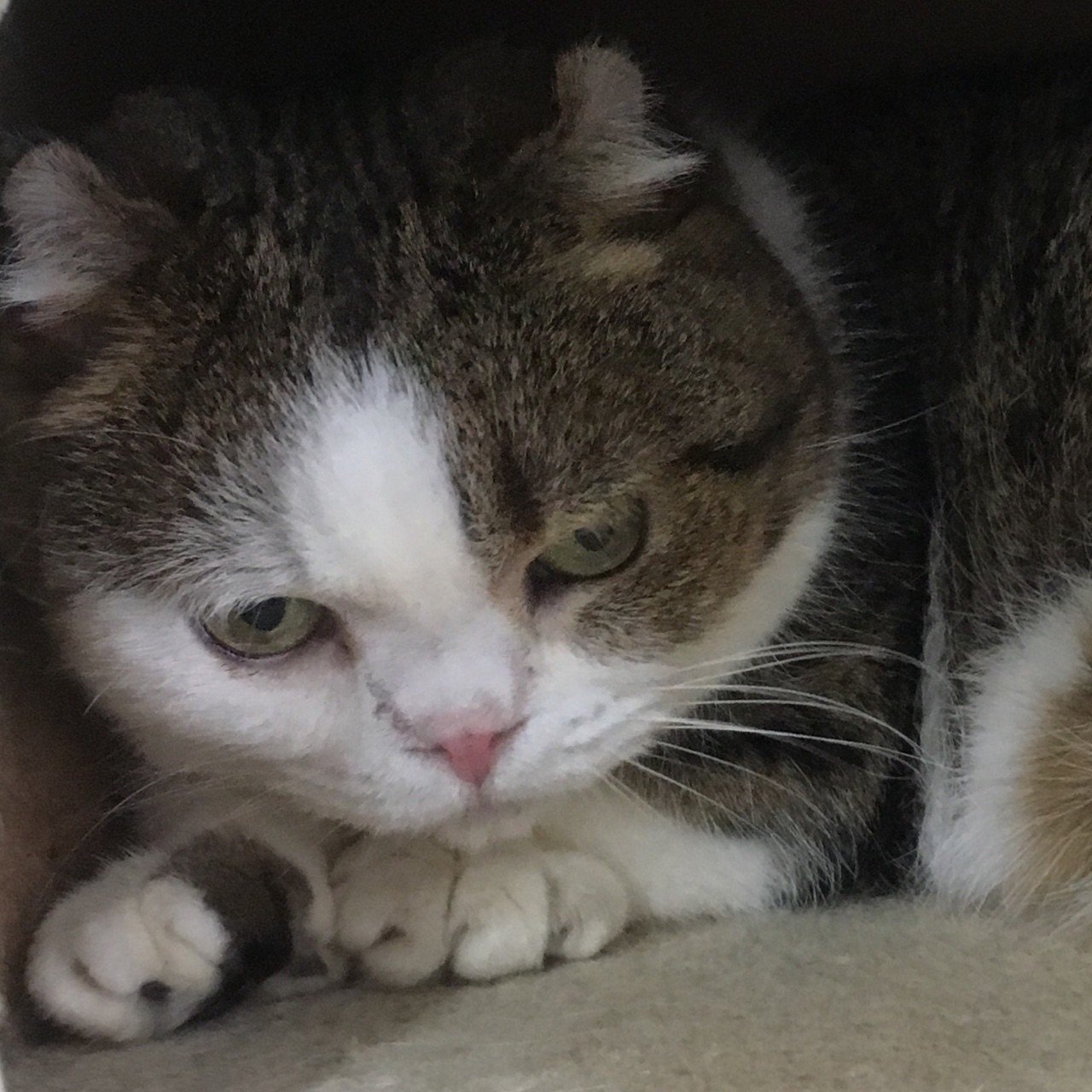 猫 すてられちゃったいぬ Note 猫 すてられちゃったいぬ Note