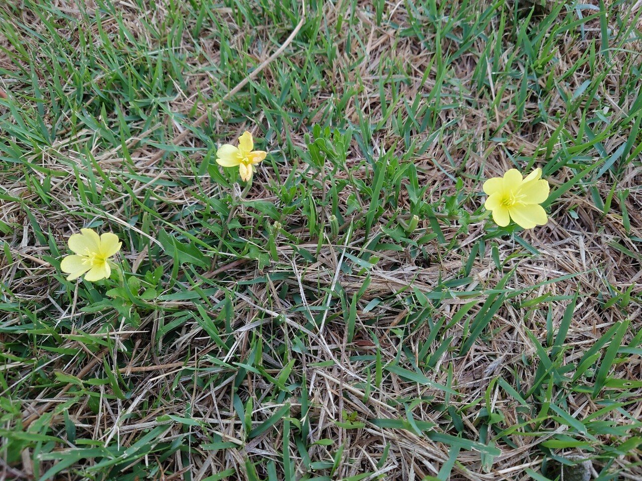 月見草 花言葉 ほのかな恋 移り気 南次郎 Note
