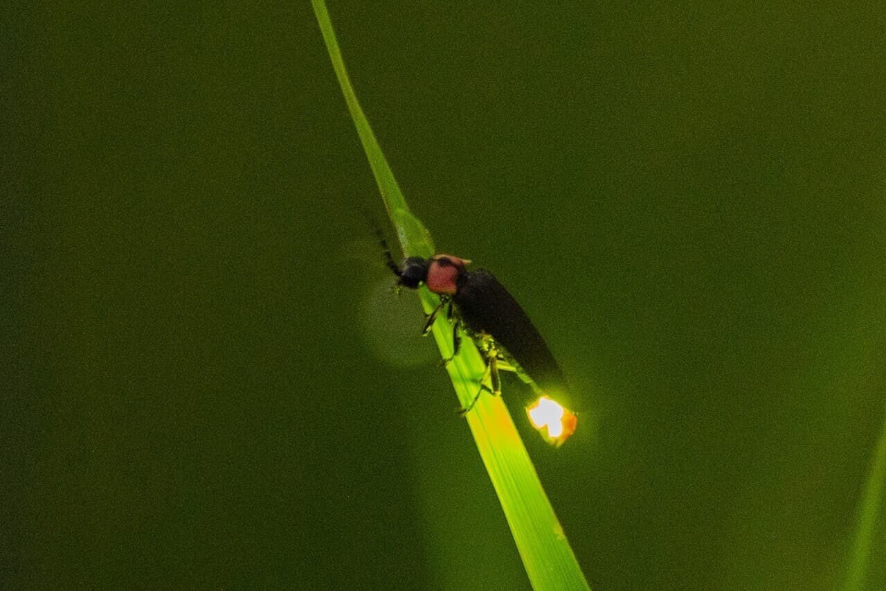 豊かな自然にホタルが喜ぶ 田原地区 と 辛皮集落 宮津市広報 豊かな自然にホタルが喜ぶ 田原地区 と 辛皮集落 宮津市広報