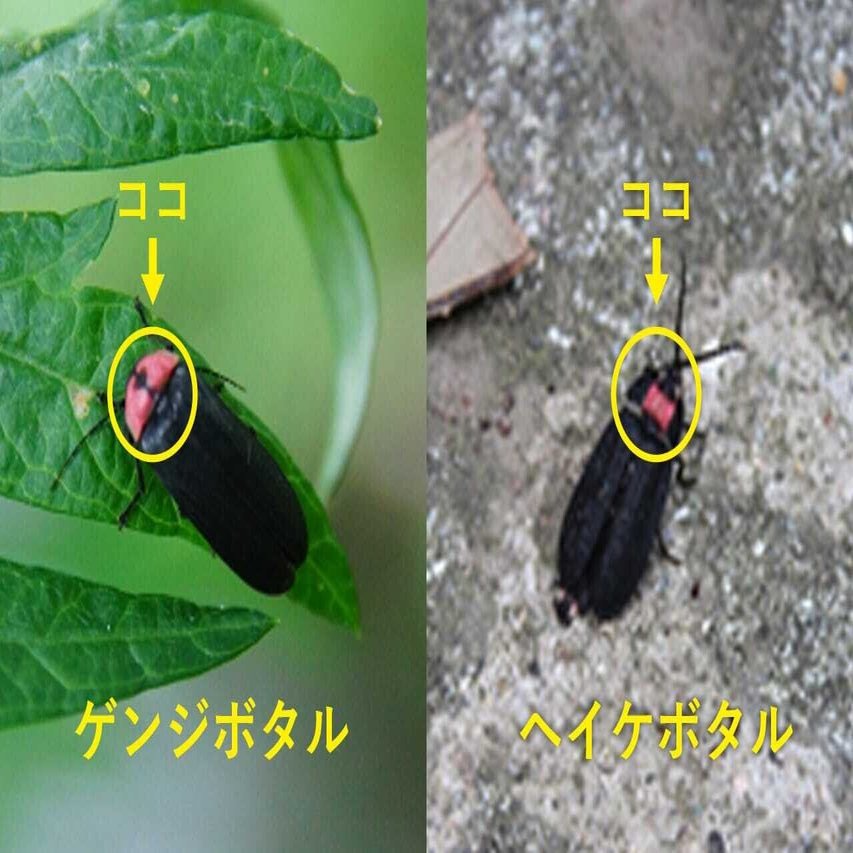 豊かな自然にホタルが喜ぶ 田原地区 と 辛皮集落 宮津市広報